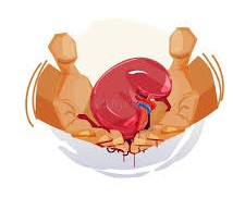 Protecting the Gift of Life: How to Prevent Organ Rejection After Kidney Transplant Protecting the Gift of Life: How to Prevent Organ Rejection After Kidney Transplant